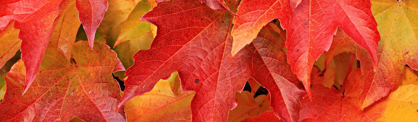 maple leaves