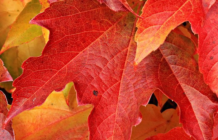 maple leaves